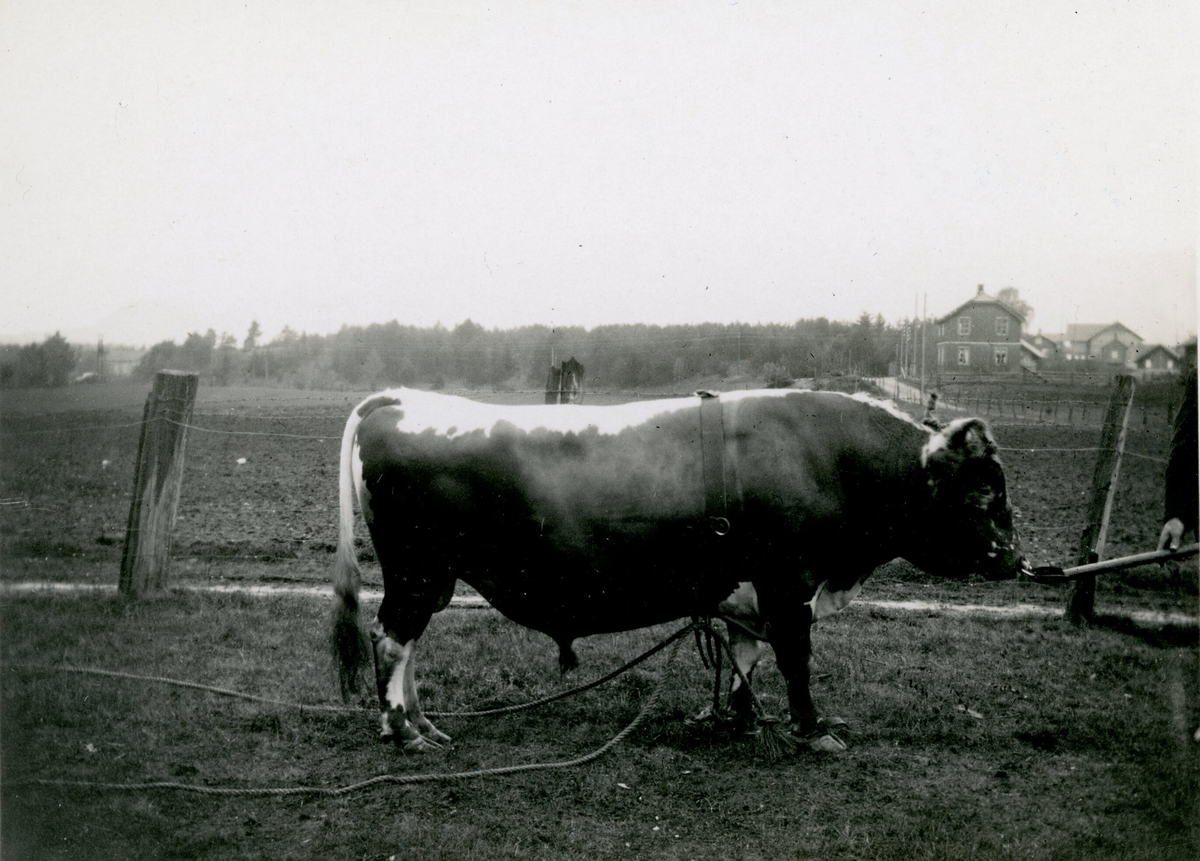 Oksen Gullik, tilhøyrande Heddal og Lisleherad fra.