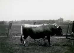 Oksen Gullik, tilhøyrande Heddal og Lisleherad fra.