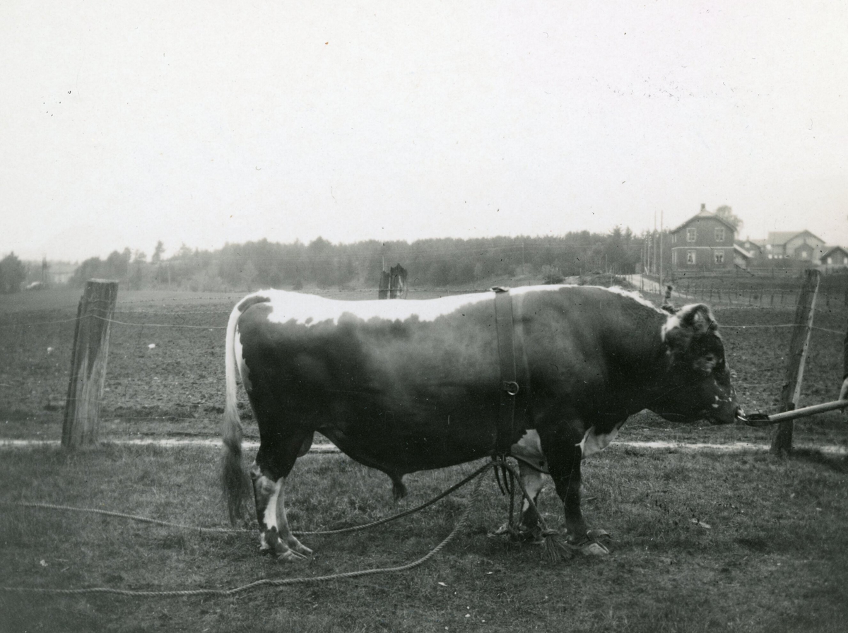 Oksen Gullik, tilhøyrande Heddal og Lisleherad fra.