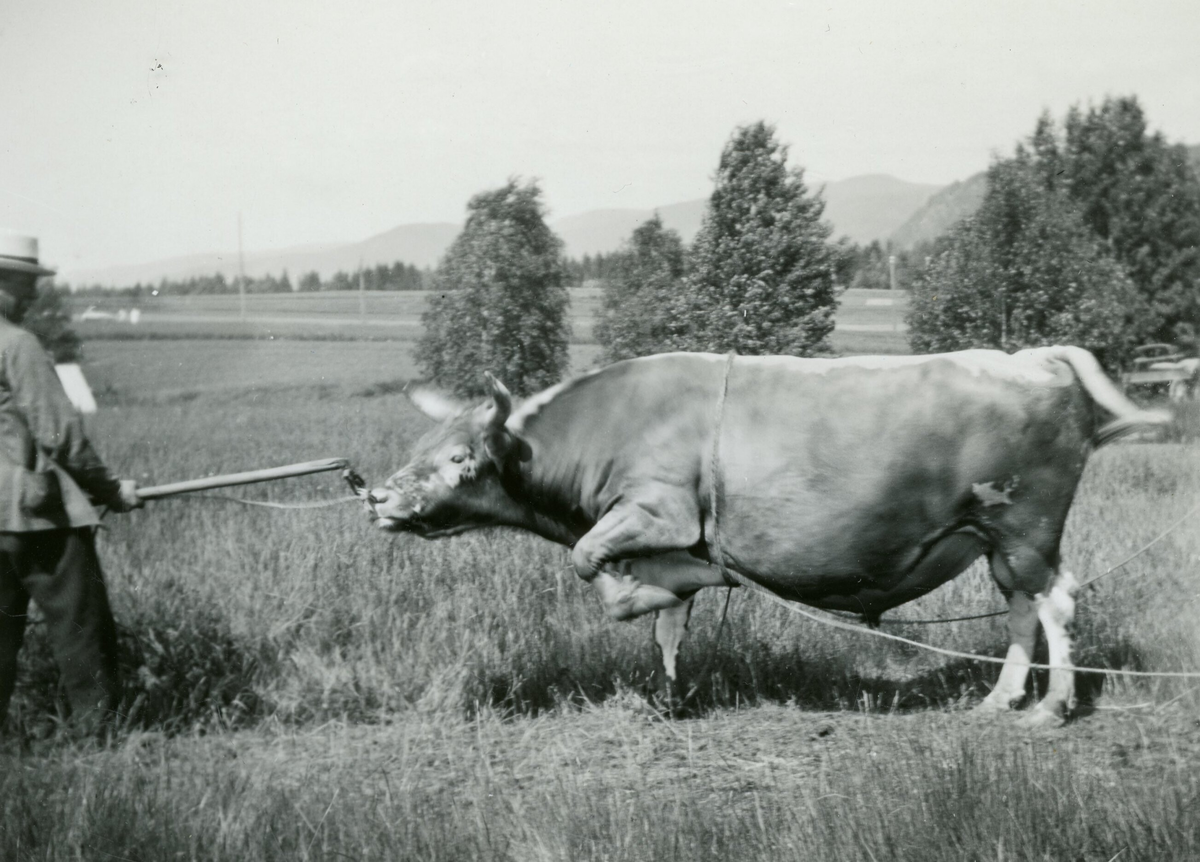 Oksen Balder i 1930.  Eigar Ytre Siljan fra.