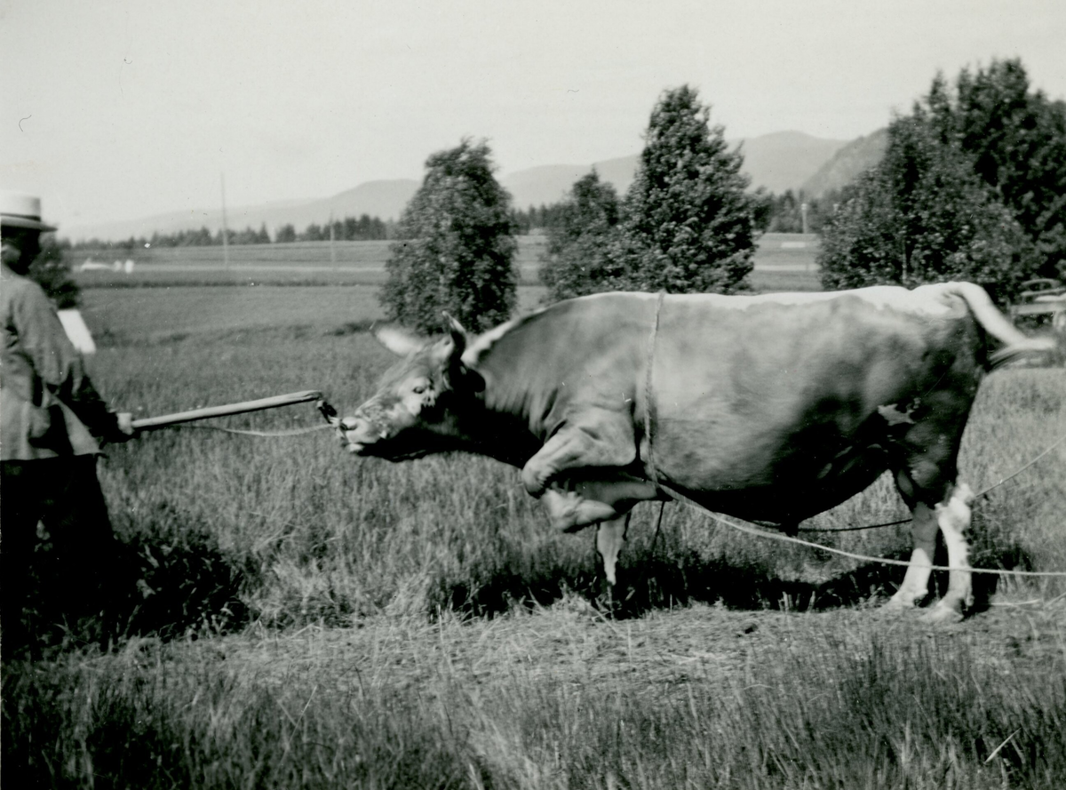 Oksen Balder i 1930.  Eigar Ytre Siljan fra.
