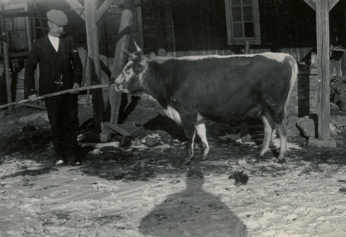 Oksen Rossmann, eigar Halvor Eika, Sætre.  Tatt 9.3.1931.