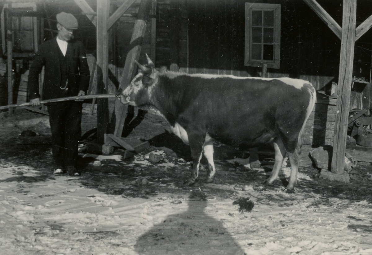 Oksen Rossmann, eigar Halvor Eika, Sætre.  Tatt 9.3.1931.