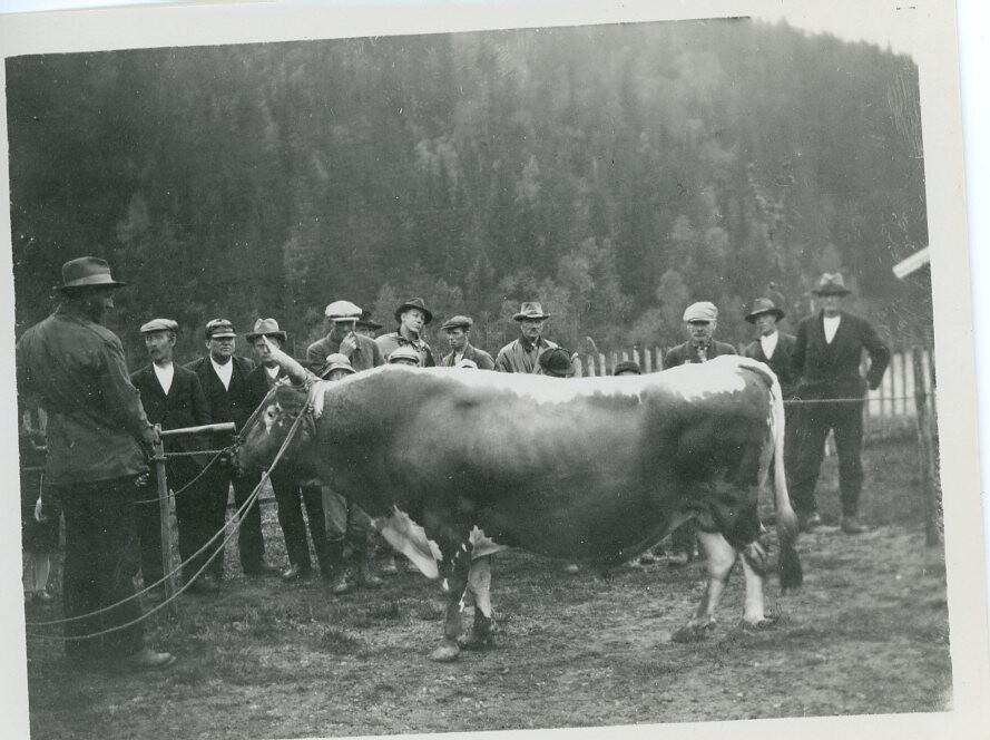 Oksen Grom 2144 frå Morgedal.  Tatt 28.5.1930