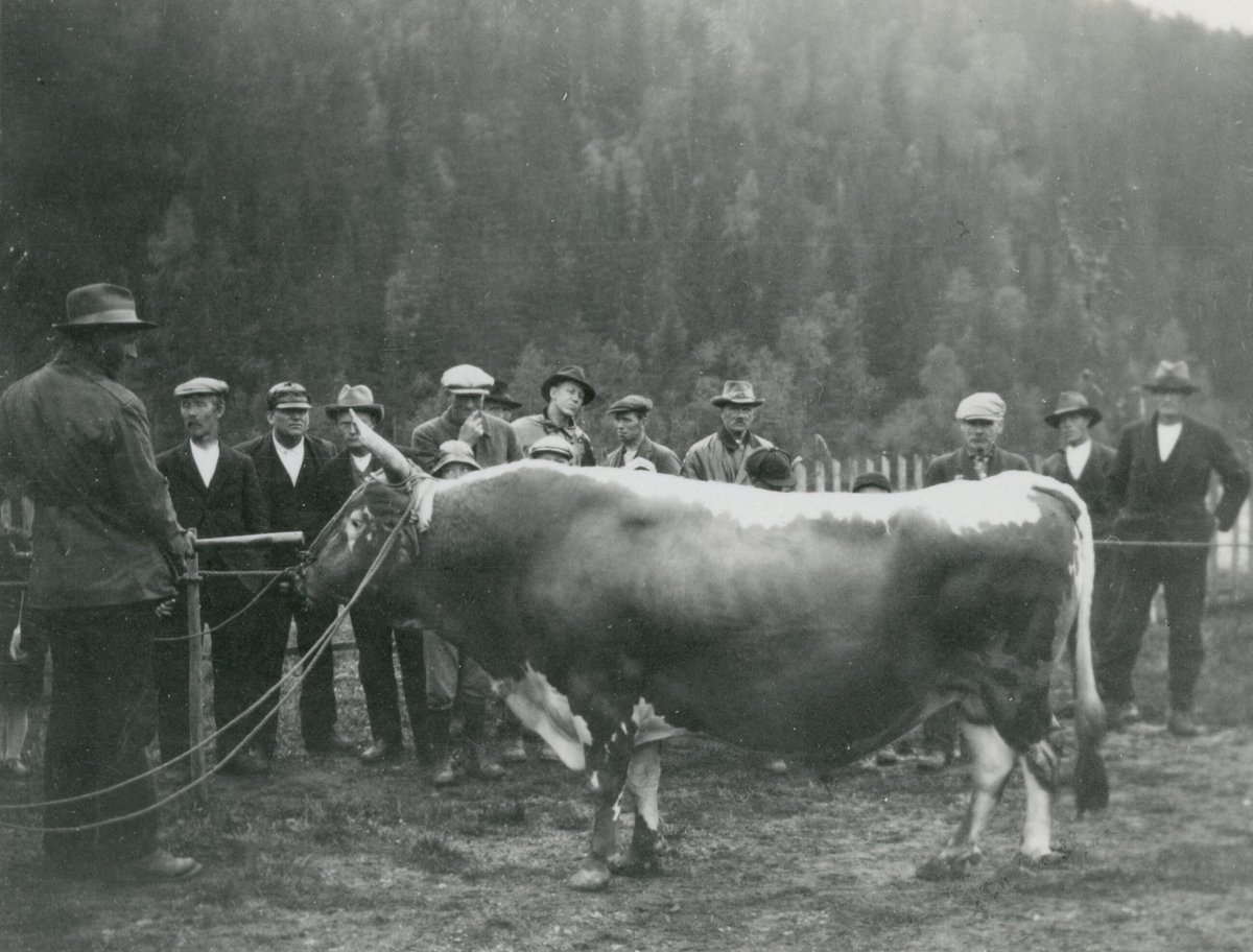 Oksen Grom 2144 frå Morgedal.  Tatt 28.5.1930