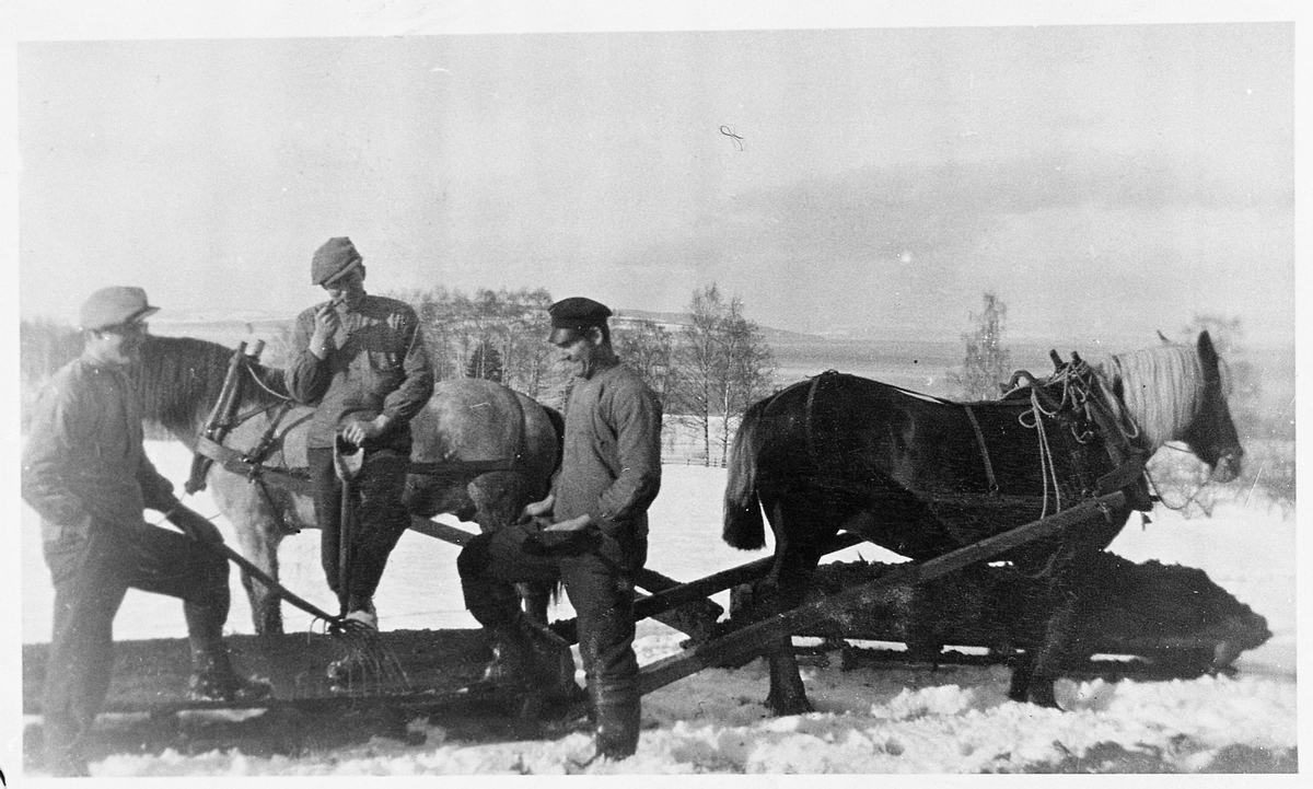 Sverre Gjestvang f. 1911, Finn Gjestvang f. 1910, Markus Gjestvang f. 1907.  Hestene: Borken var grå med mørk man og Bruna var rød og hadde helt hvit man, som hun hadde hele tiden fra hun var ung.  Hun fikk bare rødt føll.  Karene bolder på med møkkjøring på det siste sledeføret om våren.  Den tredje hesten er ikke med på bildet.  Der de møttes ute på jordet blir det en pause, og Finn tar seg en røyk der han støtter seg på greipa.  Helgøya og Mjøsa i bakgrunnen.