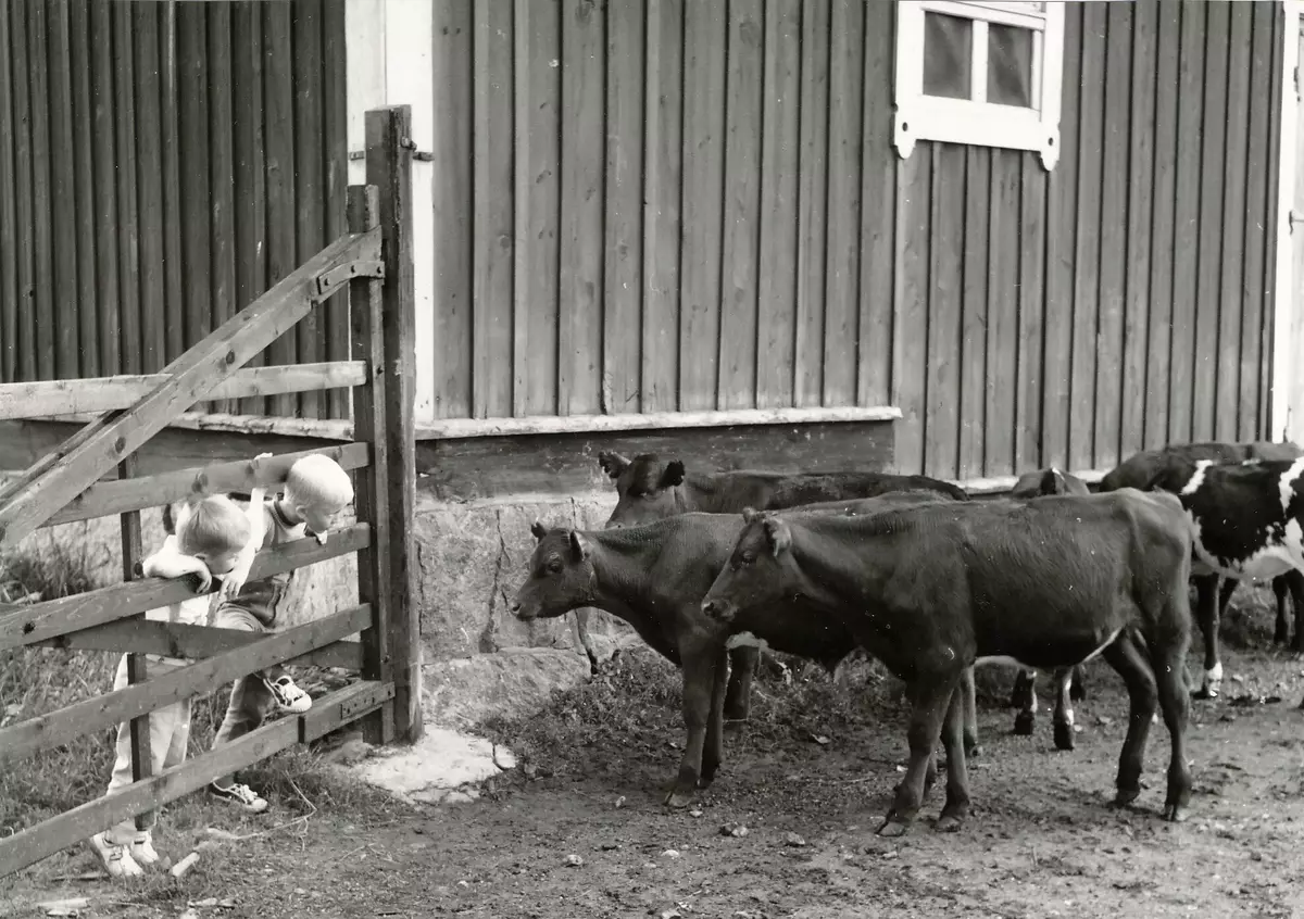 Kor på Erstavik år 1965. 