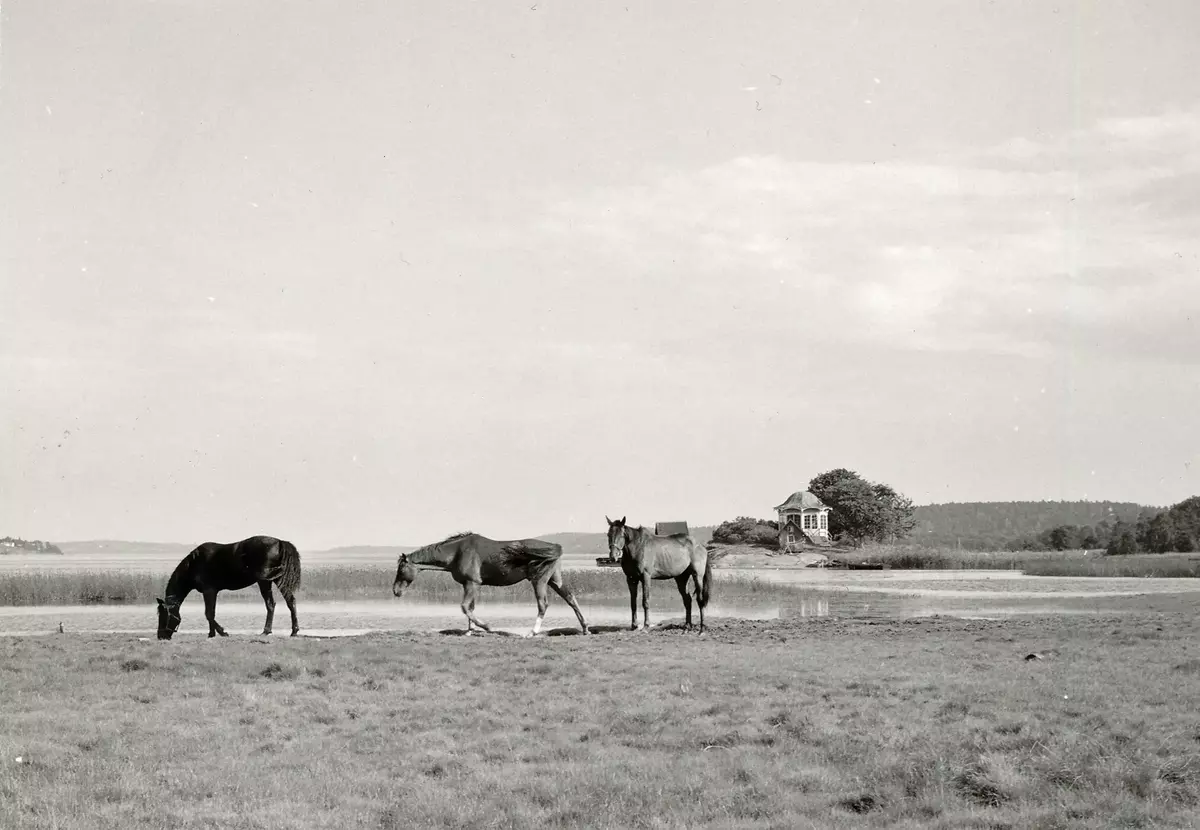 Hästar på Erstavik, juli 1965, 