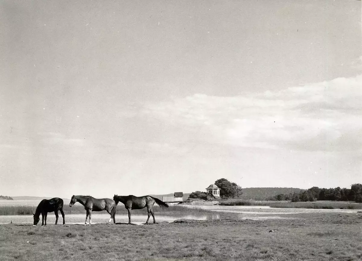Hästar på Erstavik i juli 1965.
