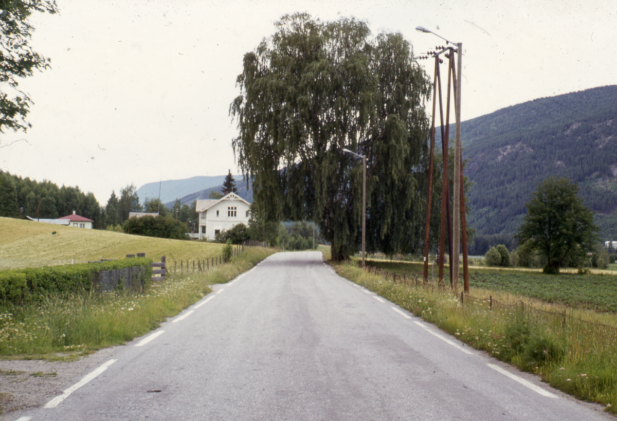 Llandskap
Vøllobjørka i Alfarvegen
