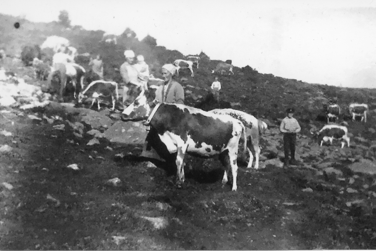 Seteridyll på Bøgaset
