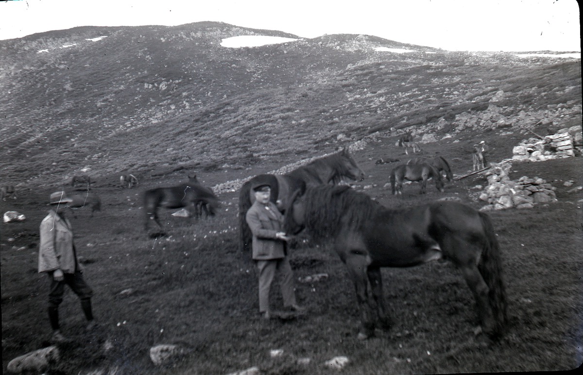 Hester
Dyrlege Schack med den kjente hingsten Hallingkongen. Bilde er tatt i Raggesteindalen. Hallingkongen var bestefar til Beiar, som ble skutt av tyskerne den 27. april 1940
