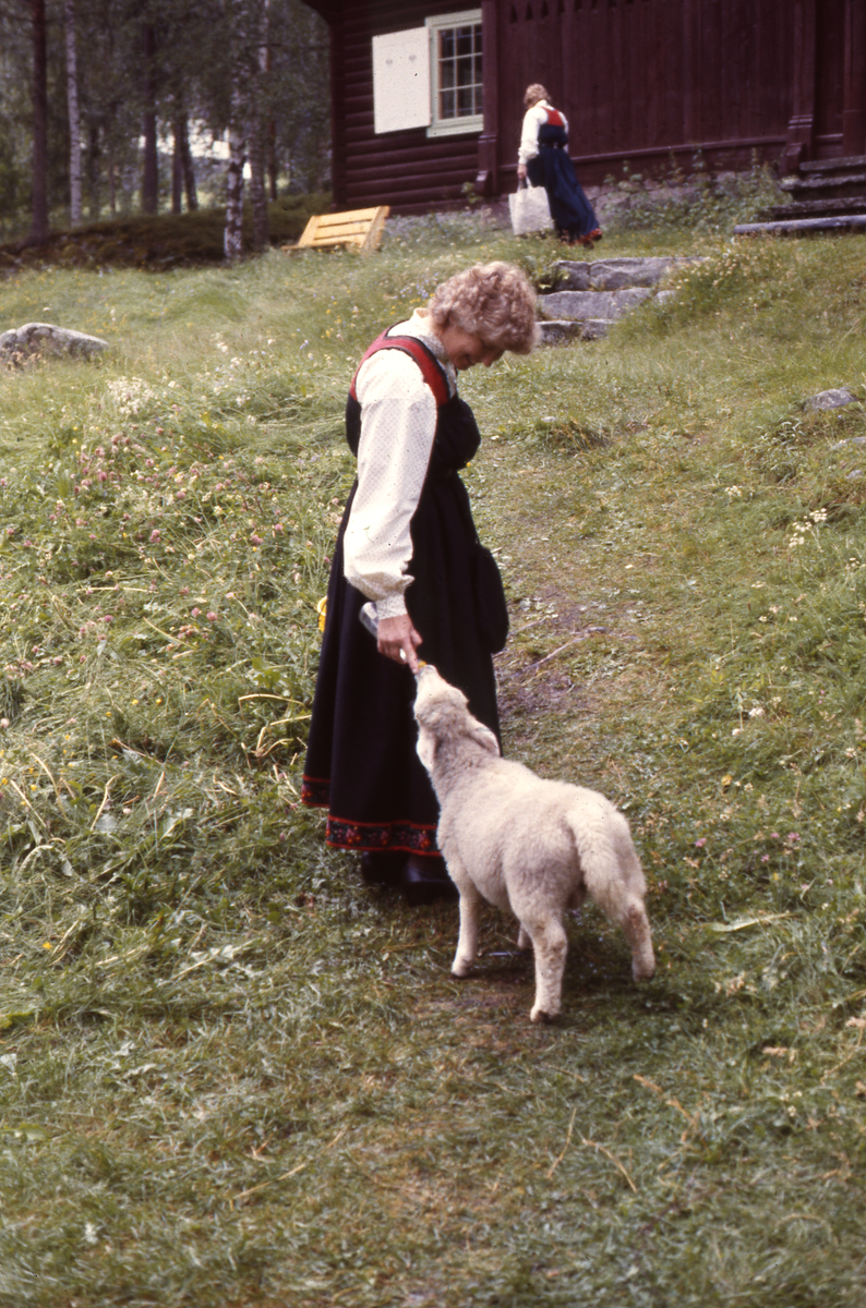 Koppelamm. Grethe Sandanbråten mater.
