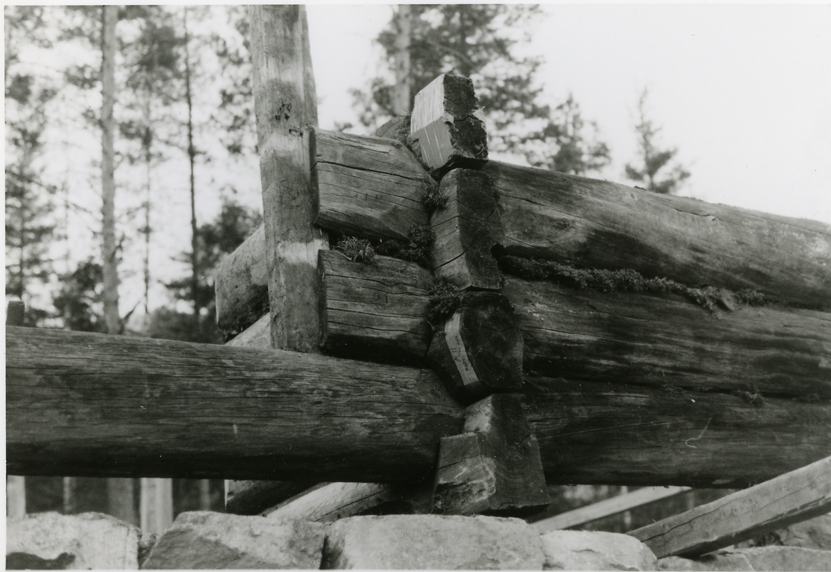Oppsetting av Thoenstugu på Hallingdal museum Nesbyen.
Laftehoder ved gammel inngang
