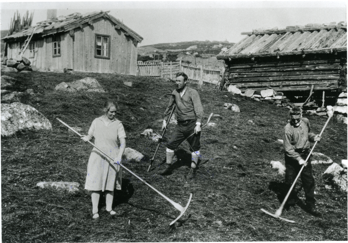 Slåttonn på Høllovollen, Imle. F.v. Nelly Halvorsdatter Høllo, f. Brøto, Svein Halgrimsen Høllo og hans far Halgrim Sveinsson Høllo.
