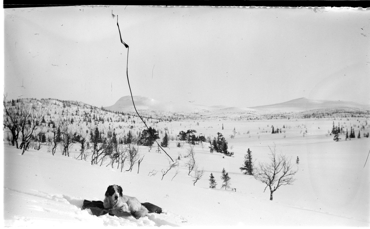 Vinterlandskap
Pointer i snøen. Trommenatten og Kvasshøgd i bakgrunnen.
