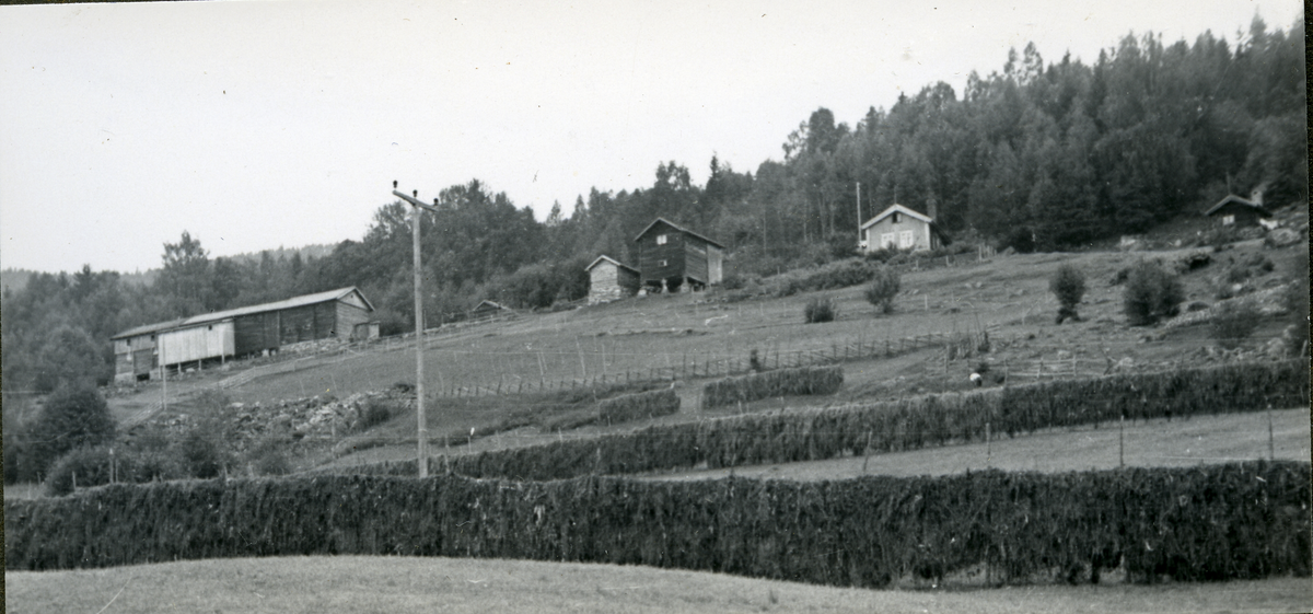 Jordbrukseiendom
Høllo i Børtnesødegårdene.
Høllo var opprinnelig en husmannsplass (Børdalseie) under gården Børdalen nedre i Børtnesødegårdene og ble selvstendig bruk i 1766.
Høllo ligger i skiftesgard på nordsida av Teigen. Navnet forteller at her er det hallent - eller høllent, som det heitte før i tida. (Gårdshistoriker Terje Østro).
