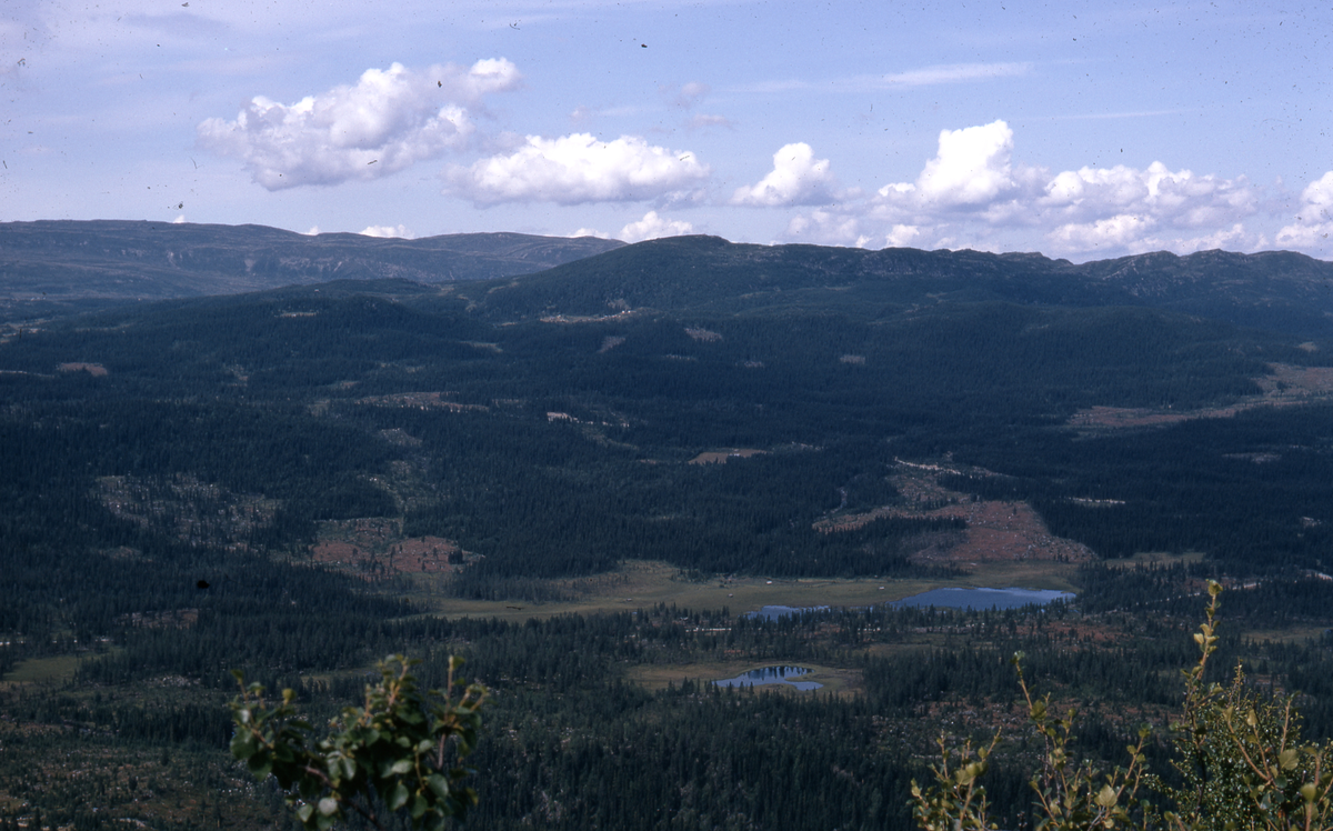 Utsikt fra Ryfjell
Bildet er tatt i lia innunder Ryfjell og i retningen vestover mot Hallingnatten, Darren (midt i bildet) og Rustadstølfjellene. Vegen mellom Langebakk og Myte kan skimtes der den går gjennom skogen i lia ved Bukkemyr.
