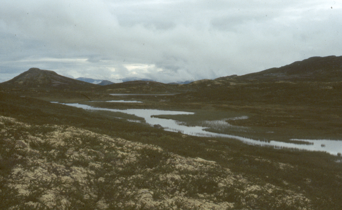 Fjellområde
Løkene ved Storvardetjern på grensen mot Nore. Delet mellom Nes og Nore krysser vassdraget ved innoset i Delesvann, midt i bildet, bak.
