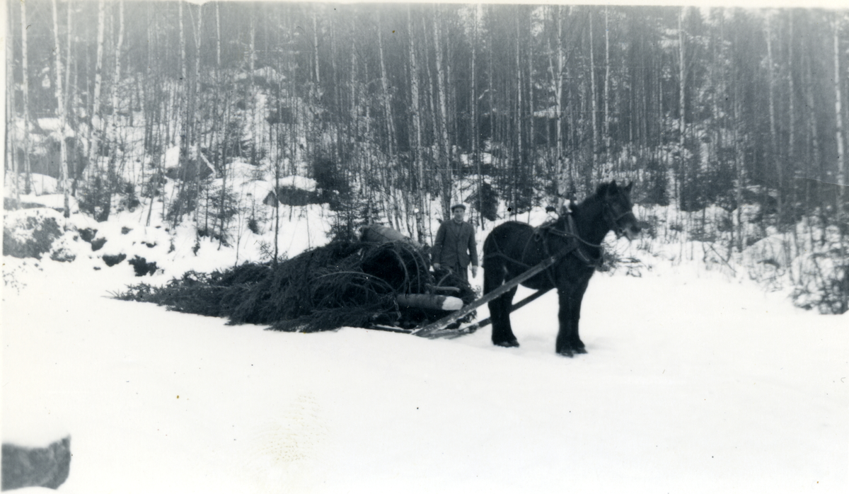 Skogsdrift
Hestetransport fra skogen med juletre. Hans Olsenbråten.
