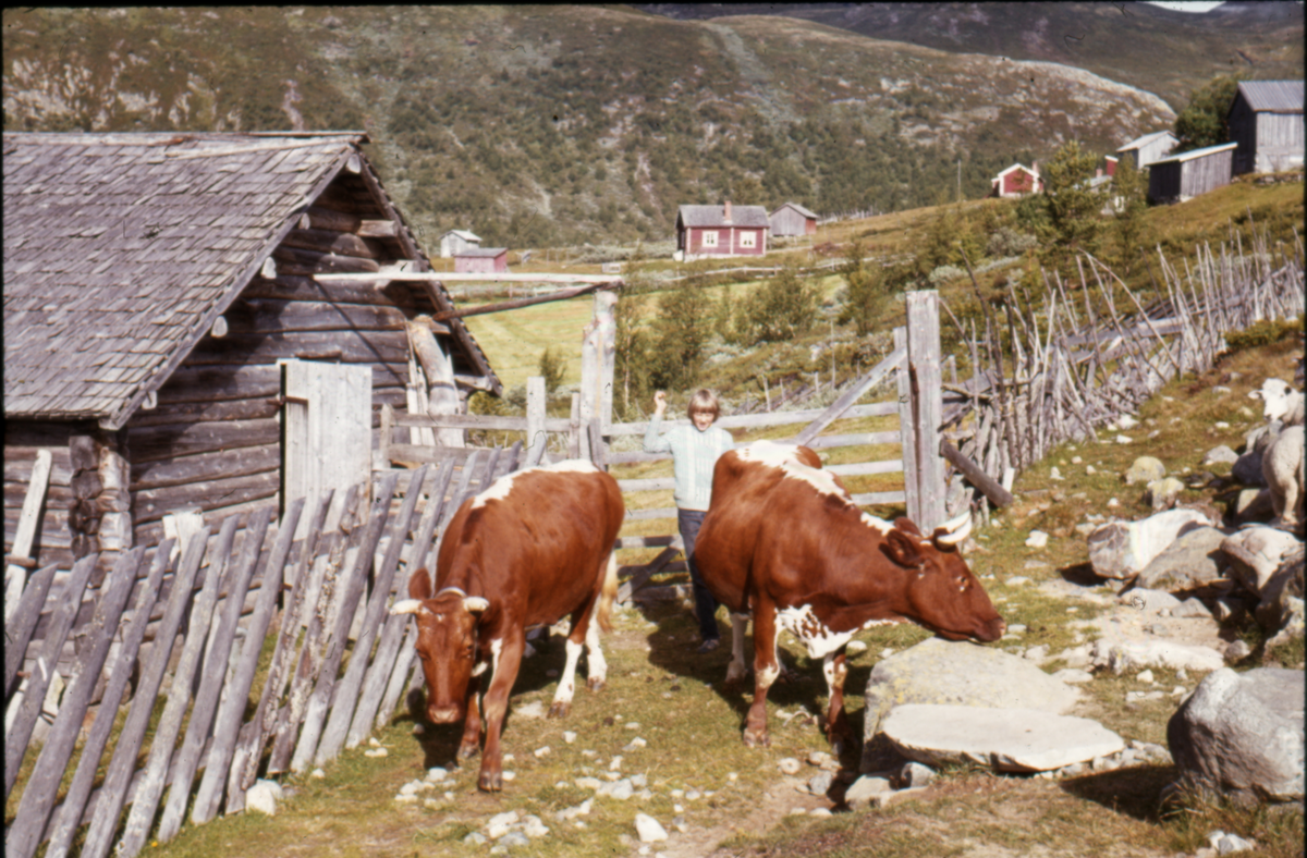 Seterdrift. Imle  (Imlan)
Seterdrift i Øvre Børdalen. Andres Smette med  kuene.
