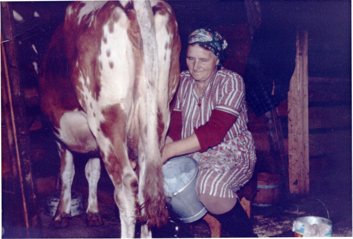 Melking
Guro Smette mjølker i fjøset på Smettevollen på Bøgaset i 1958
