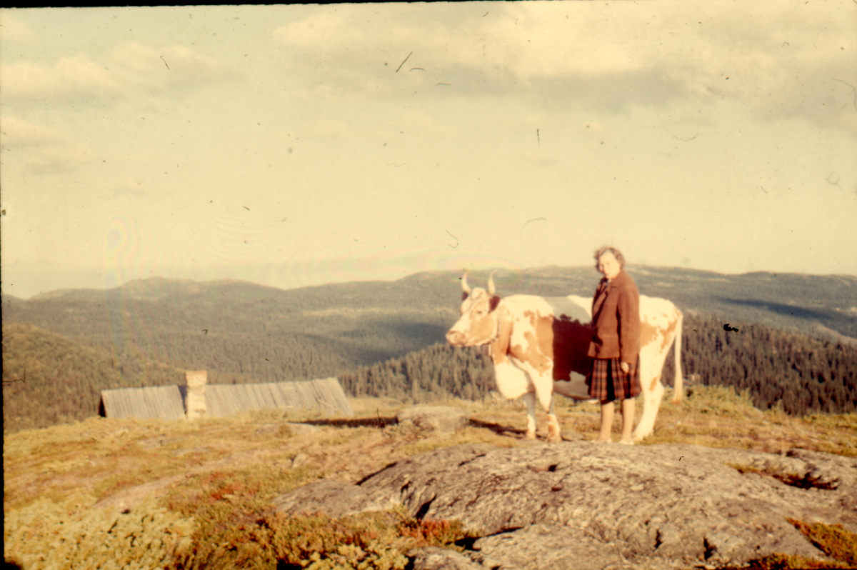 Seterlandskap
Eli Smette med telemarkskua &quot¤Kvita&quot¤.
