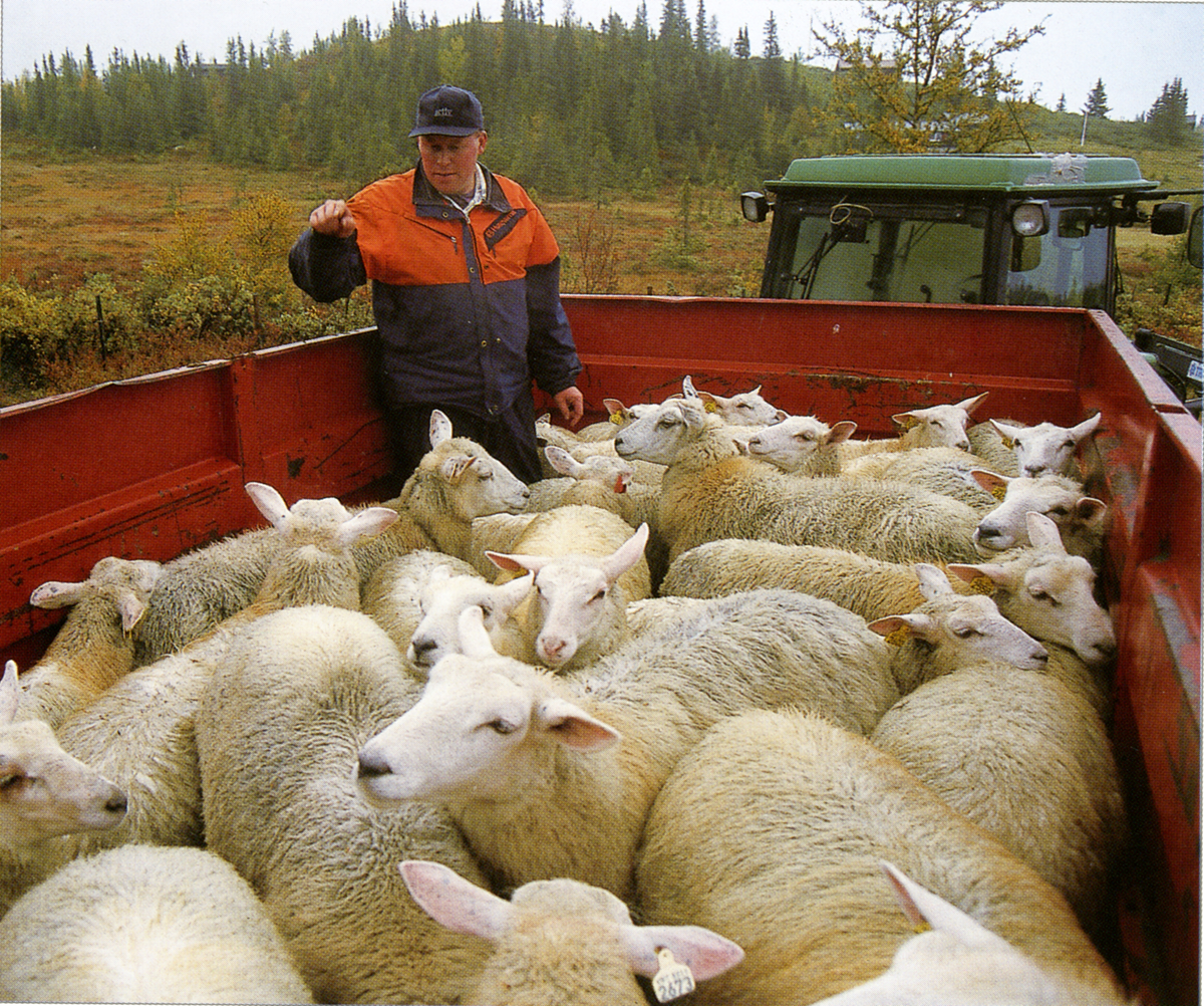 Husdyr.  Knut Aalton transporterrt sau med traktor og henger fra fjellet.  Fra &quot¤Nes i bilder og tekst&quot¤.
