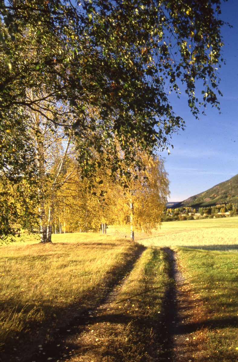 Høststemning på Nes.  (  Nes i bilder og tekst.)
