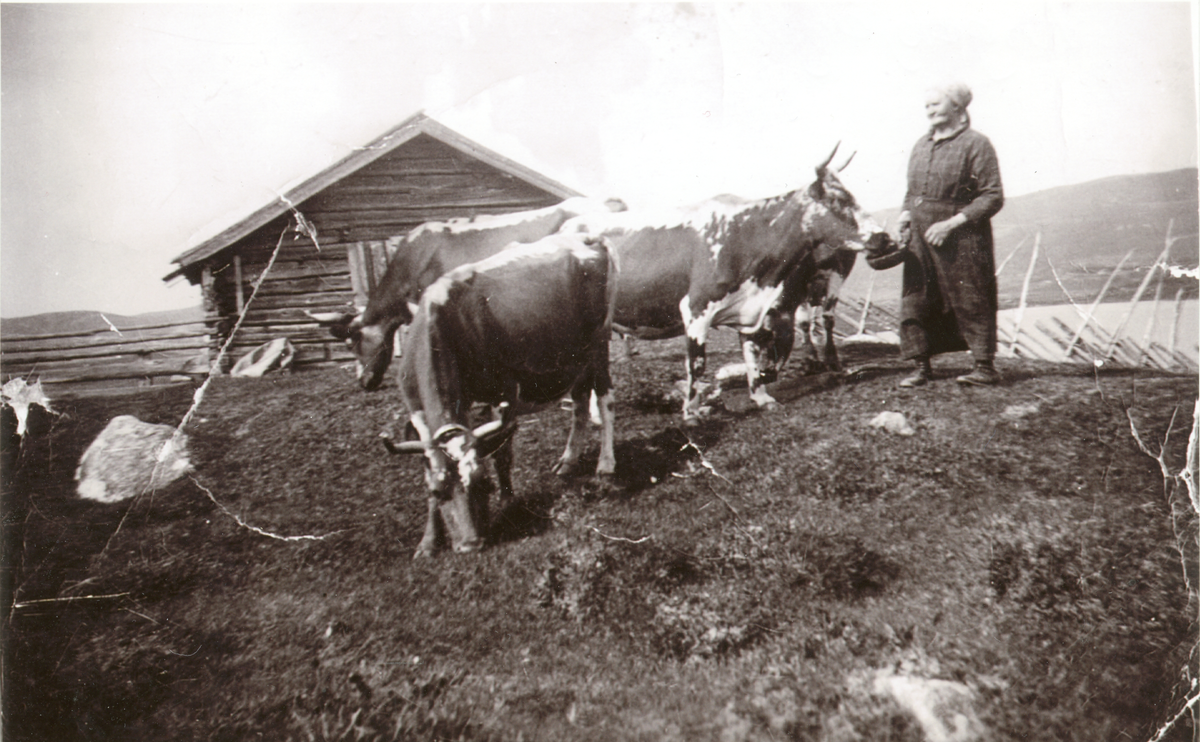 Seterlandskap. Ingebjørg Tørrisplass med telemarkkyrene sine, Gullsi, Rosenbån og Ingeros, ved fjøset på Buvassli
