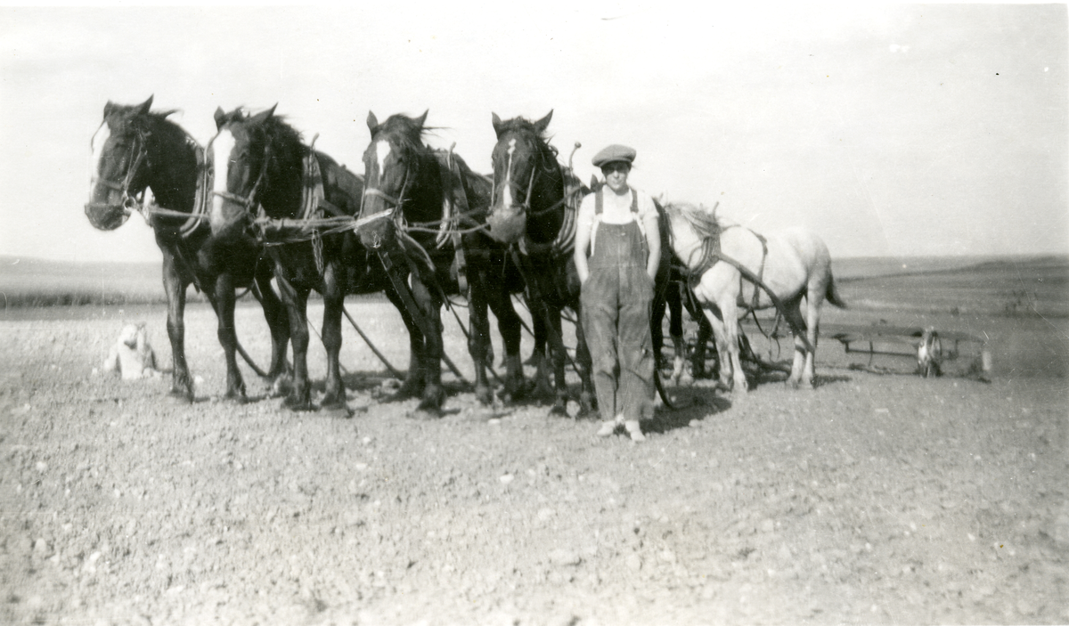 Farming i Canada
Farming i Saskatchewan i Canada. Dette er Arnhild Langeslet Anderson som var gift med Victor Anderson fra Flå. Hun reiste til Canada i slutten av 1920-åra. De hadde en stor farm i Canada noe bildet også viser. Her har hun tatt på seg Victors overall og sixpence. Hun var litt av en skøyer.
