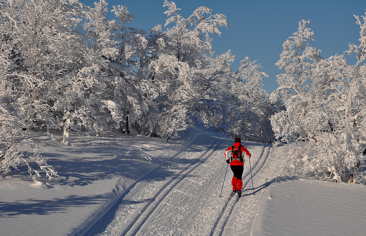 Skiløype. Ensom skiløper på Gul runde ca. 3 km fra Nystølen
