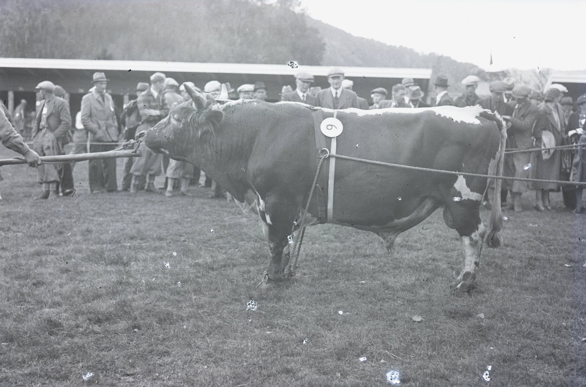 Oksar på Dyrskun i 1920-åra.  Foto av fylkesagronom Karsten Baardset.