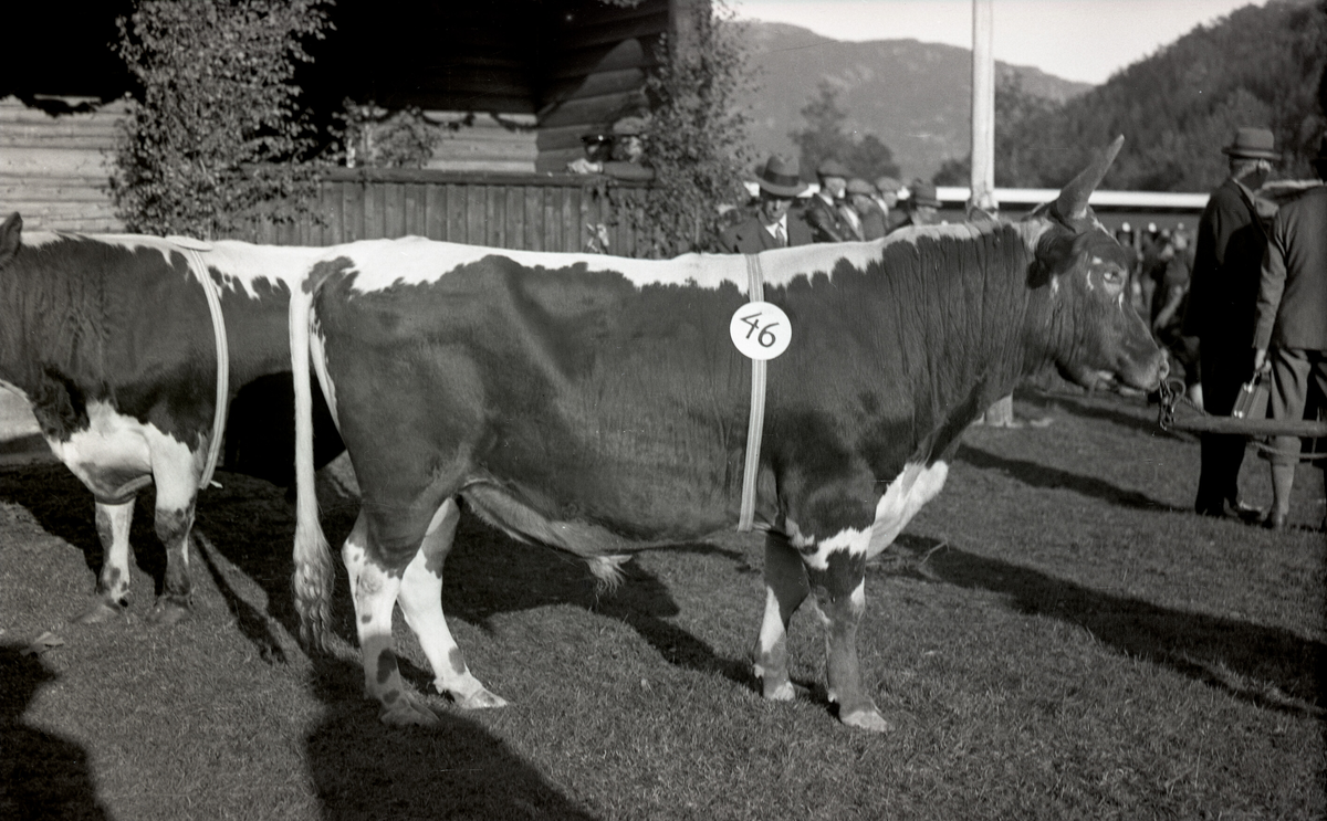 Oksar på Dyrskun i 1920-åra.  Foto av fylkesagronom Karsten Baardset.