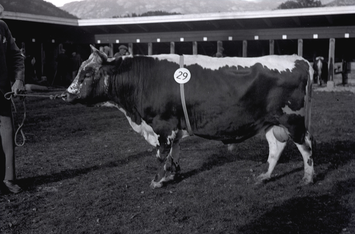 Oksar på Dyrskun i 1920-åra.  Foto av fylkesagronom Karsten Baardset.