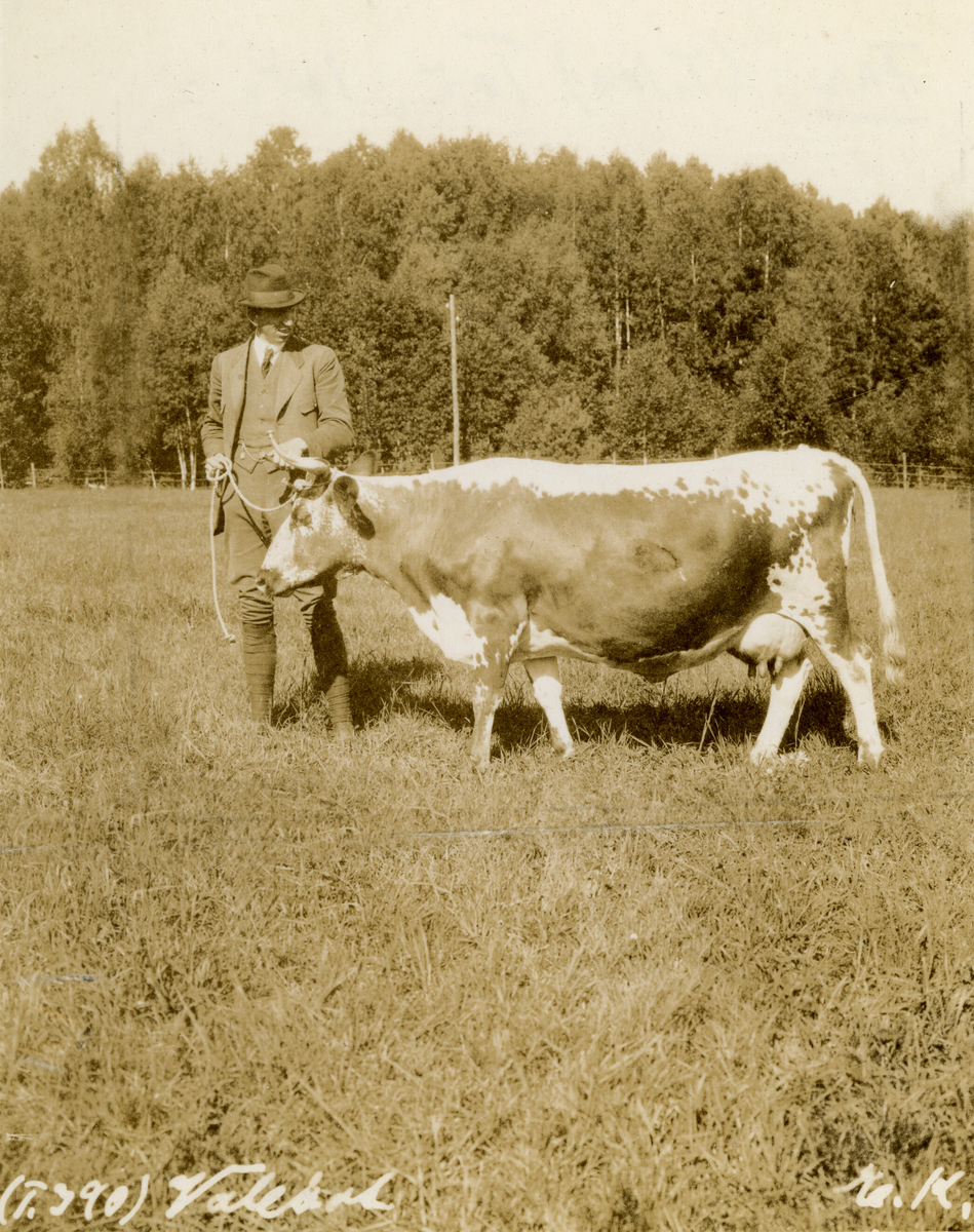 Kua Valebot i 1922.  Mannen er Neri Valen, Bø, eigaren av kua.  