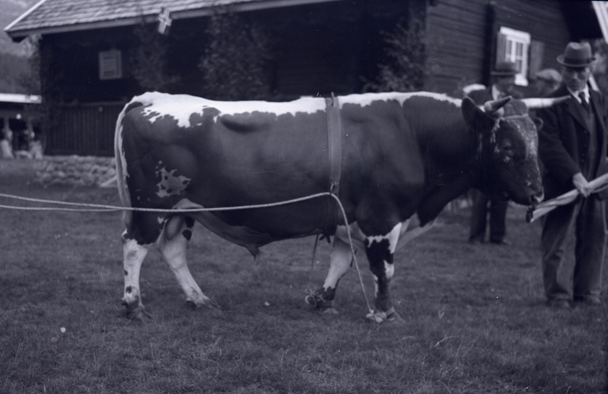 8 oksebilde frå Dyrskun i Seljord 1941.  