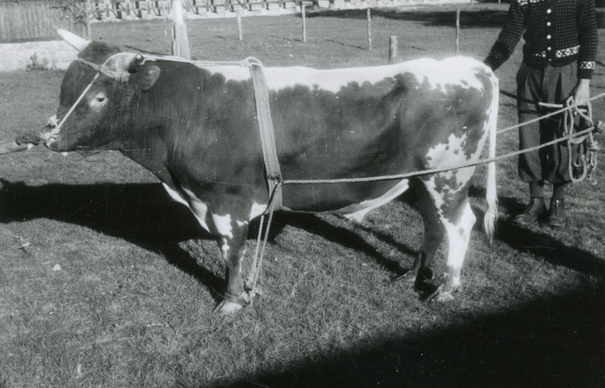 8 oksebilde frå Dyrskun i Seljord 1941.  