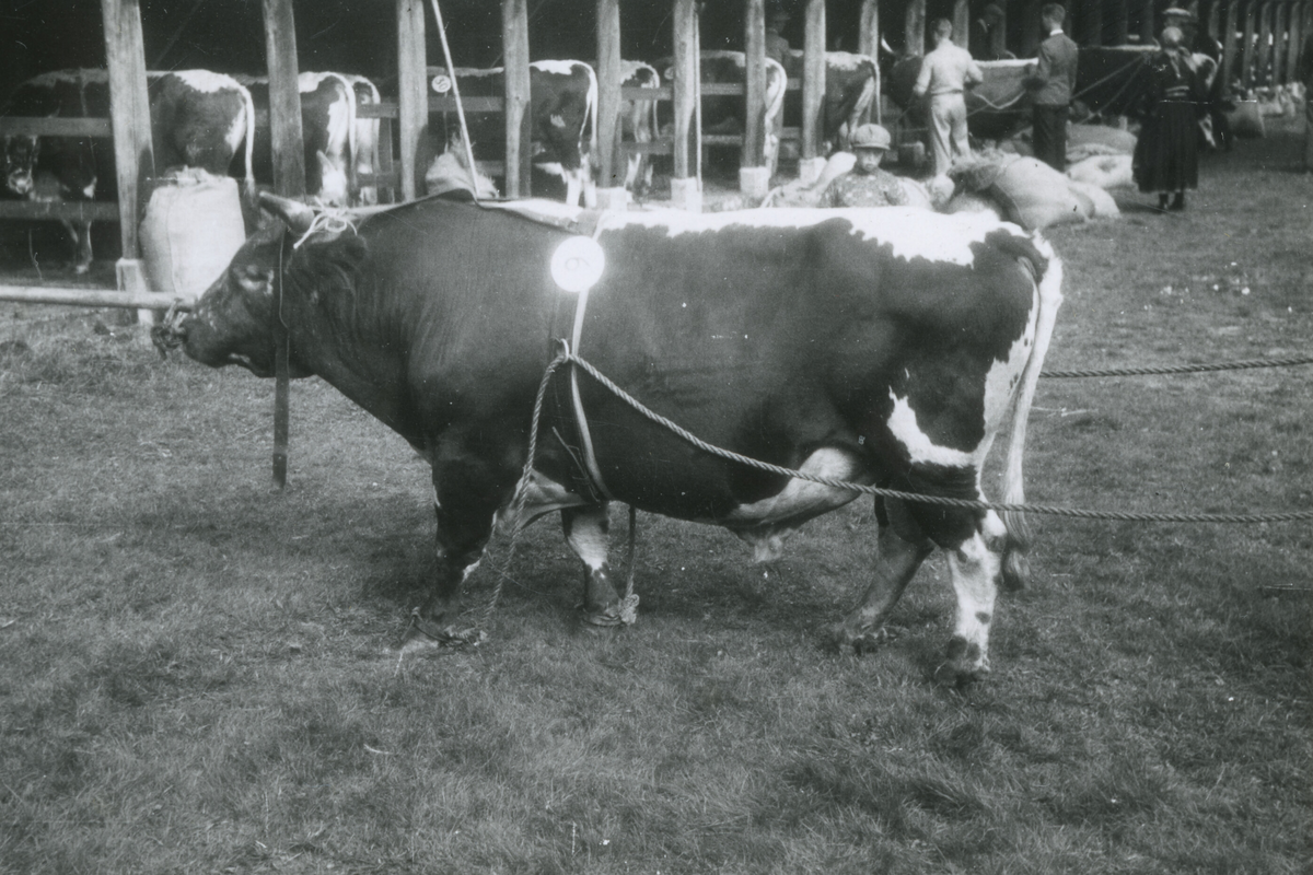 8 oksebilde frå Dyrskun i Seljord 1941.  