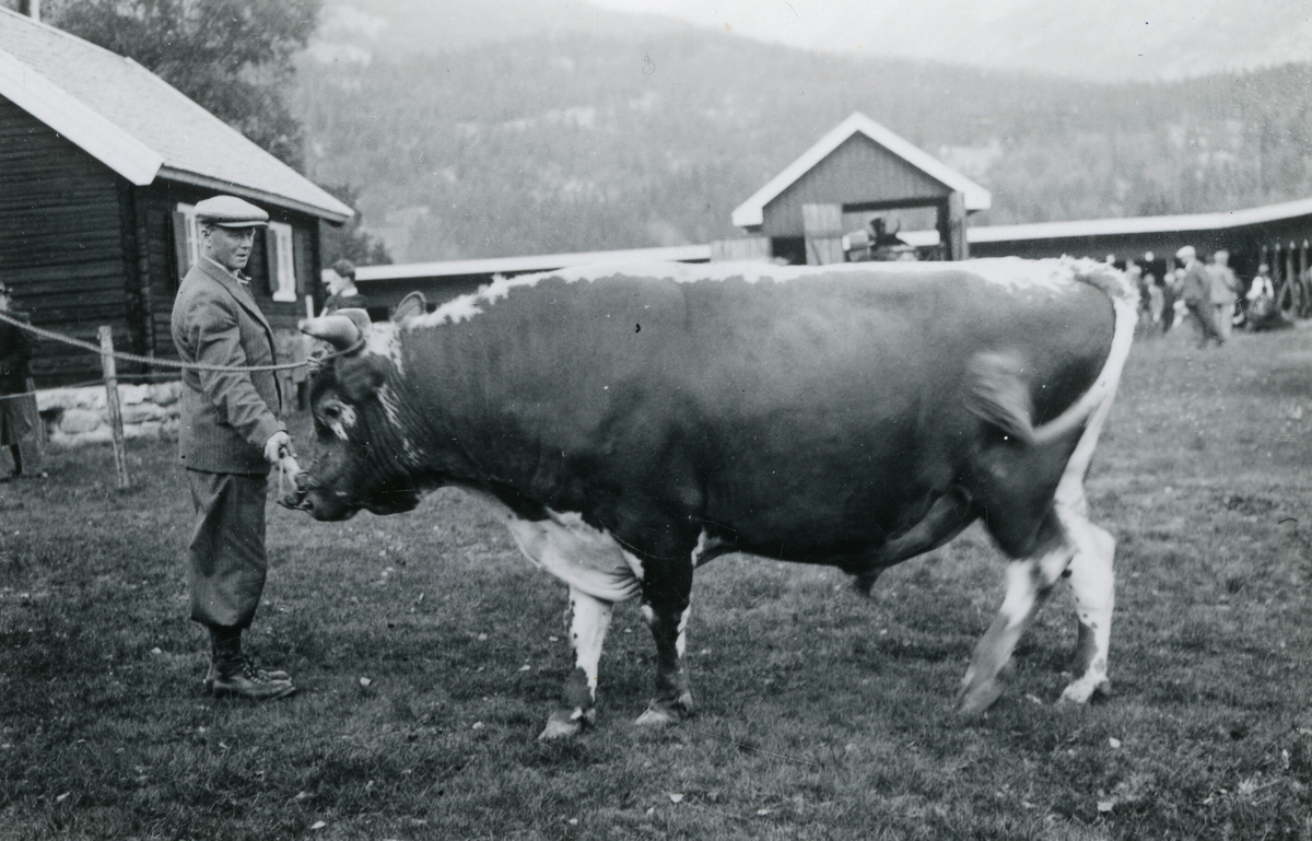 Oksen Ingemann 16.9.1941.  Eigar Eidanger fealslag, Eidanger.  Fødd 12.10.1938 hjå Einar Sveinsson, Seljord. 