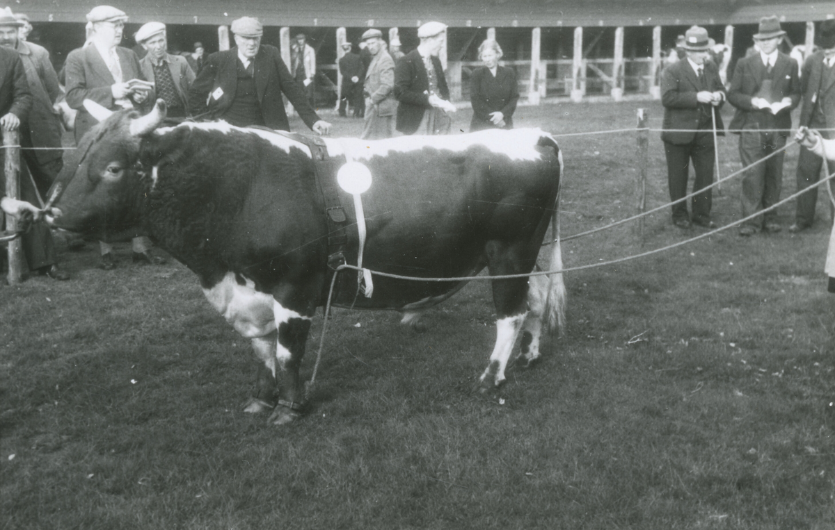 8 oksebilde frå Dyrskun i Seljord 1941.  