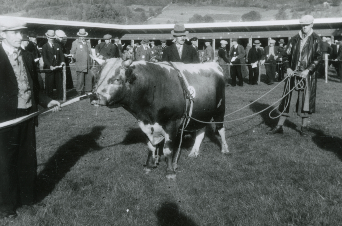 8 oksebilde frå Dyrskun i Seljord 1941.  