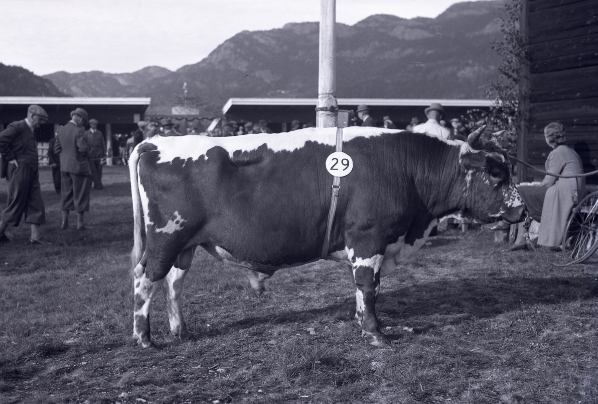 8 oksebilde frå Dyrskun i Seljord 1941.  