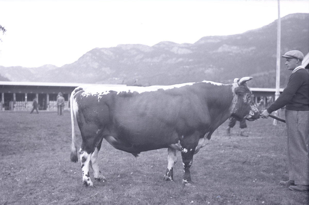 8 oksebilde frå Dyrskun i Seljord 1941.  