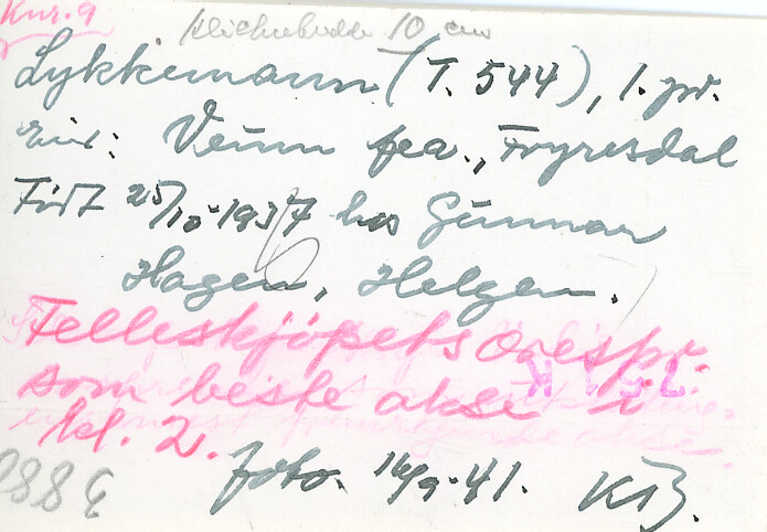 Oksen Lykkemann (T.544) på Dyrskun 16.9.1941.  Eigar Veum fealslag, Fyresdal.  Fødd 25.10.1937 hjå Gunnar Hagen, Helgen.  