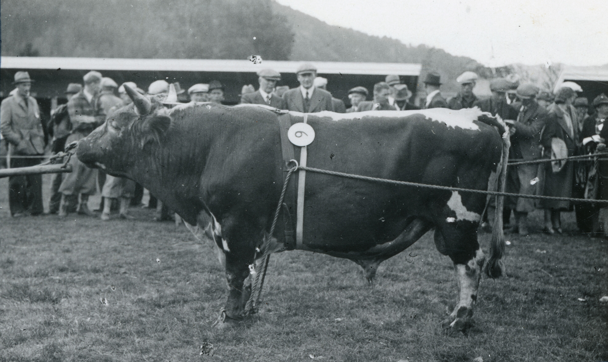 Oksen Lykkemann (T.544) på Dyrskun 16.9.1941.  Eigar Veum fealslag, Fyresdal.  Fødd 25.10.1937 hjå Gunnar Hagen, Helgen.  