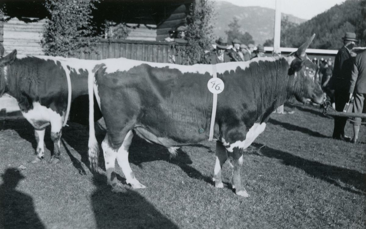 Oksen Herleiv på Dyrskun  16.9.1941.  Eigar  Jonas Skogsmark, Brunkeberg, Søren Øverland og Gunhild T. Midtbø, Bø.  