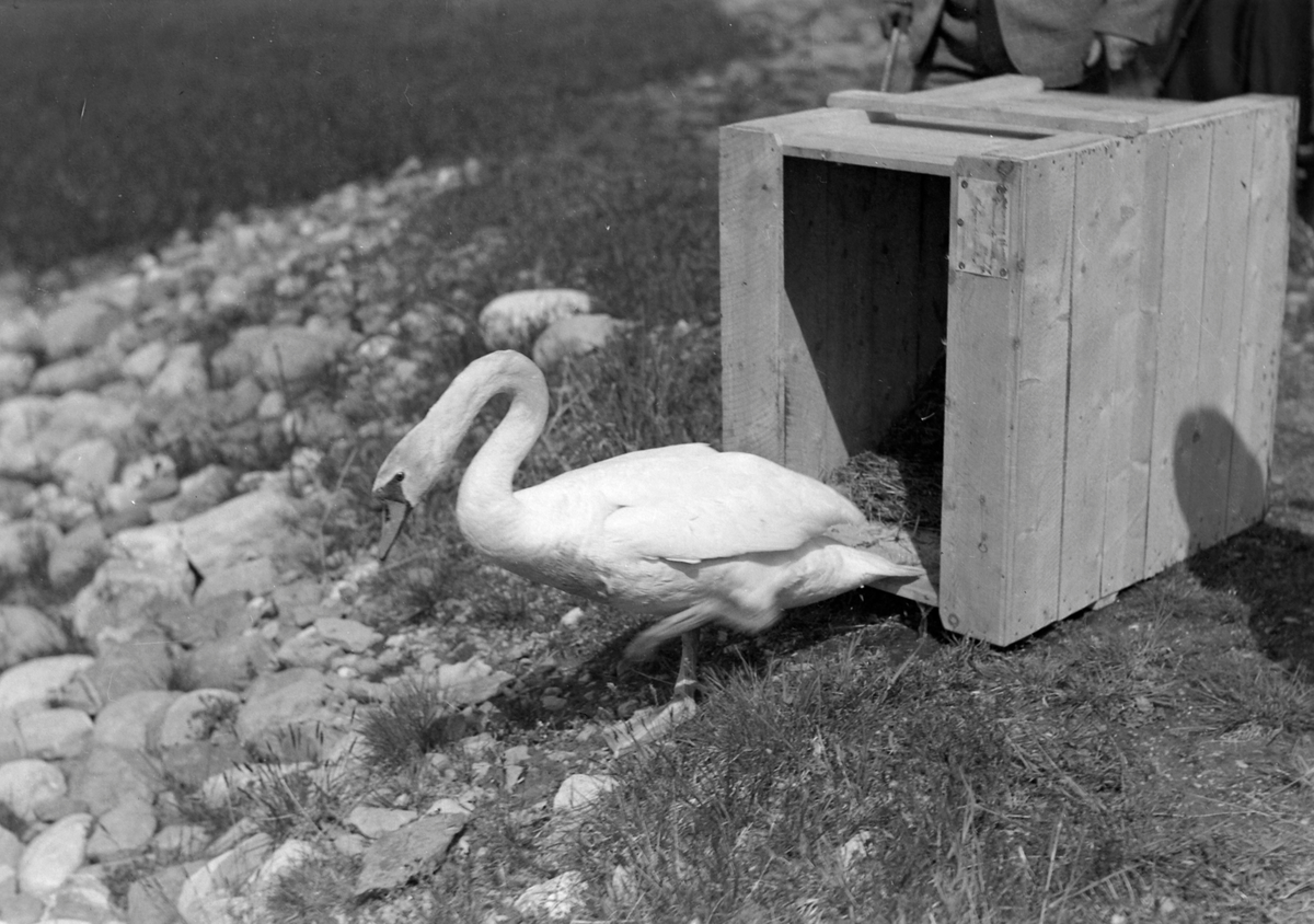 Svaner slippes ut på Sverresborg