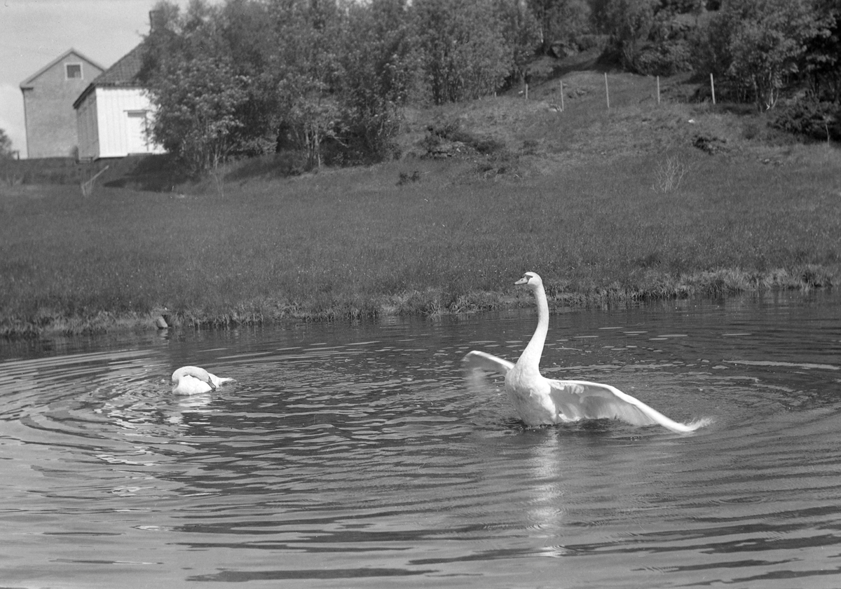 Svaner i tjernet på Sverresborg