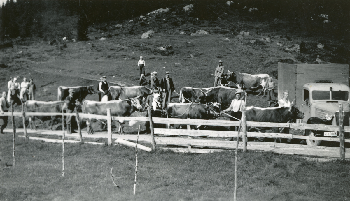 Oksane kjem ned frå fjellet.  Frå Froland i Mo 1.9.1939.  Froland ligg i dag i Tokke kommune. 